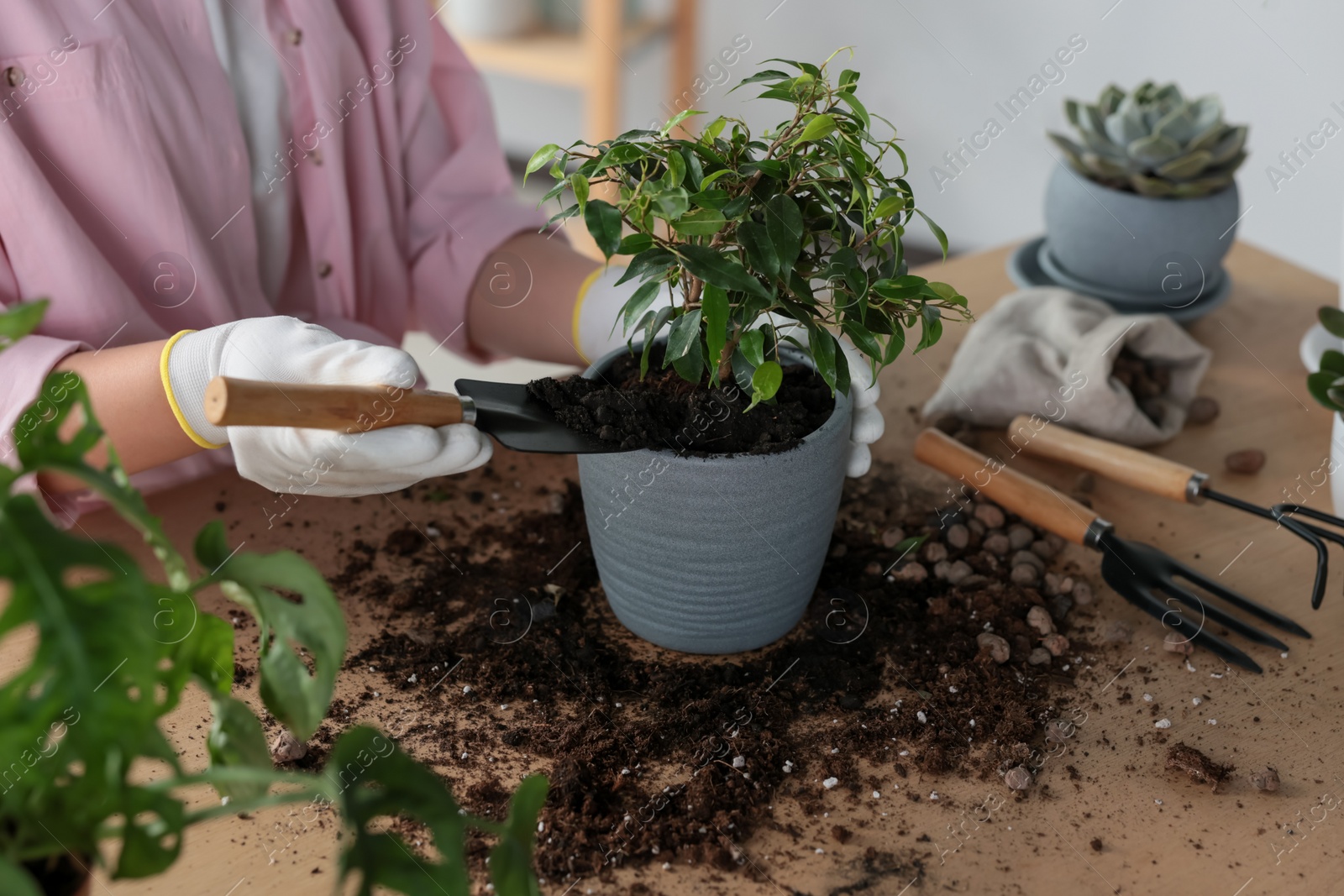 Photo of Woman planting beautiful houseplant at table indoors, closeup