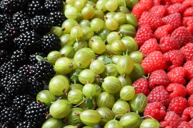 Photo of Raspberries, blackberries and gooseberries as background