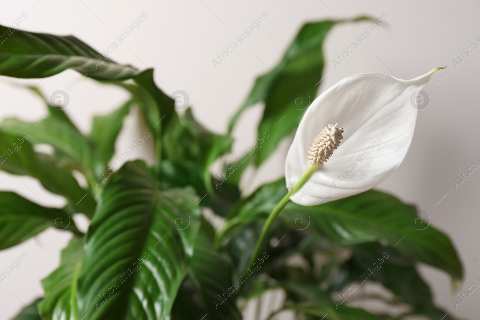 Photo of Beautiful spathiphyllum on beige background, closeup. House decor