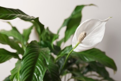Beautiful spathiphyllum on beige background, closeup. House decor