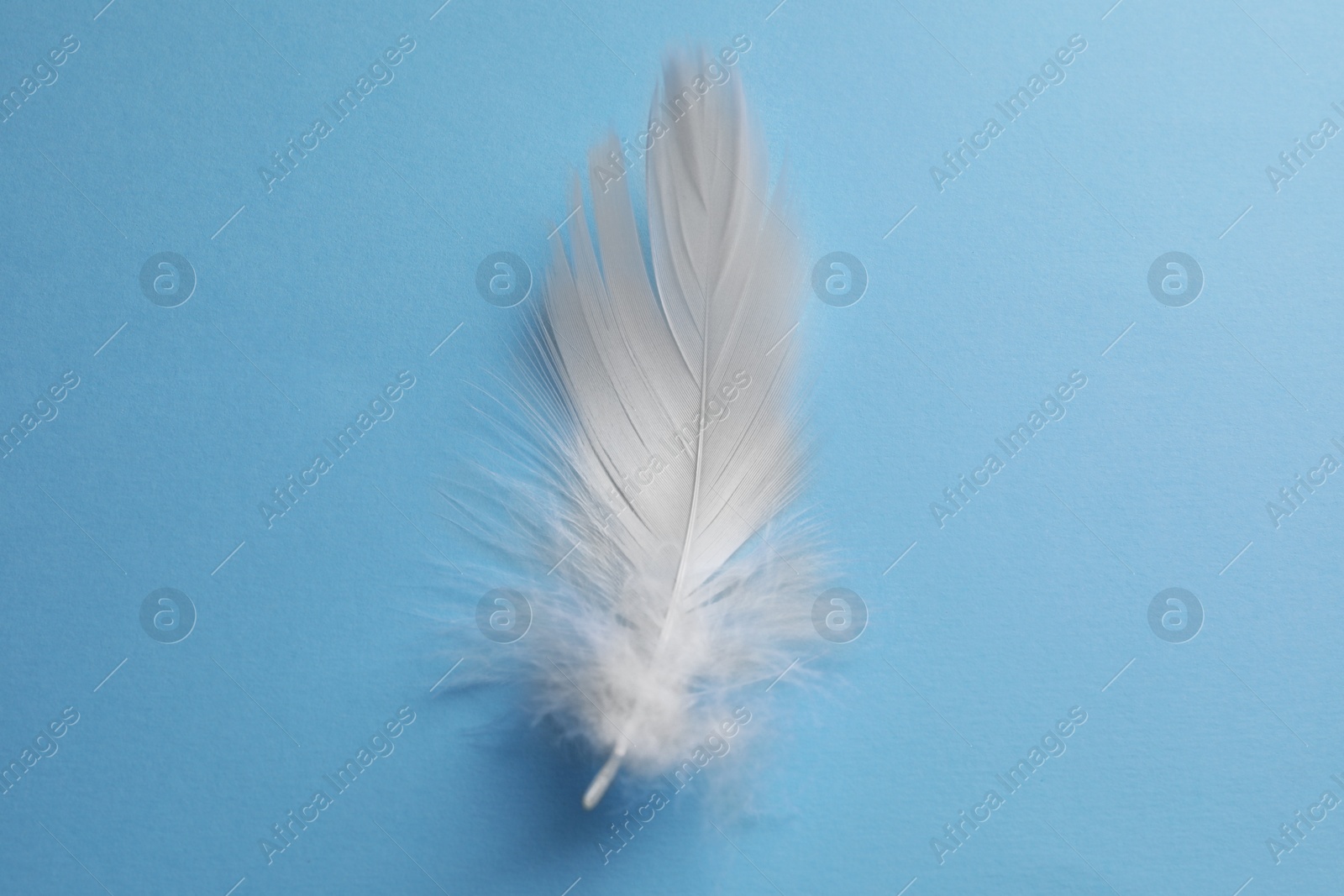 Photo of Fluffy white feather on light blue background, top view