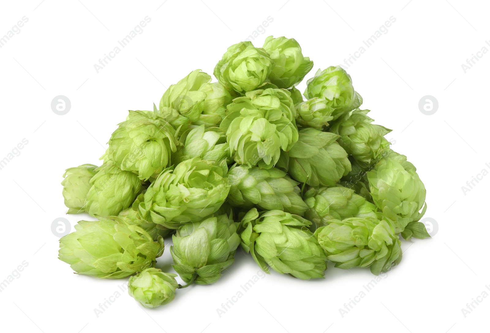 Photo of Fresh ripe green hops on white background