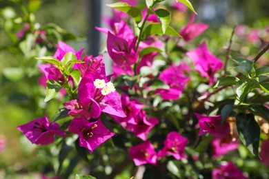 Photo of Beautiful bougainvillea bush with pink flowers outdoors