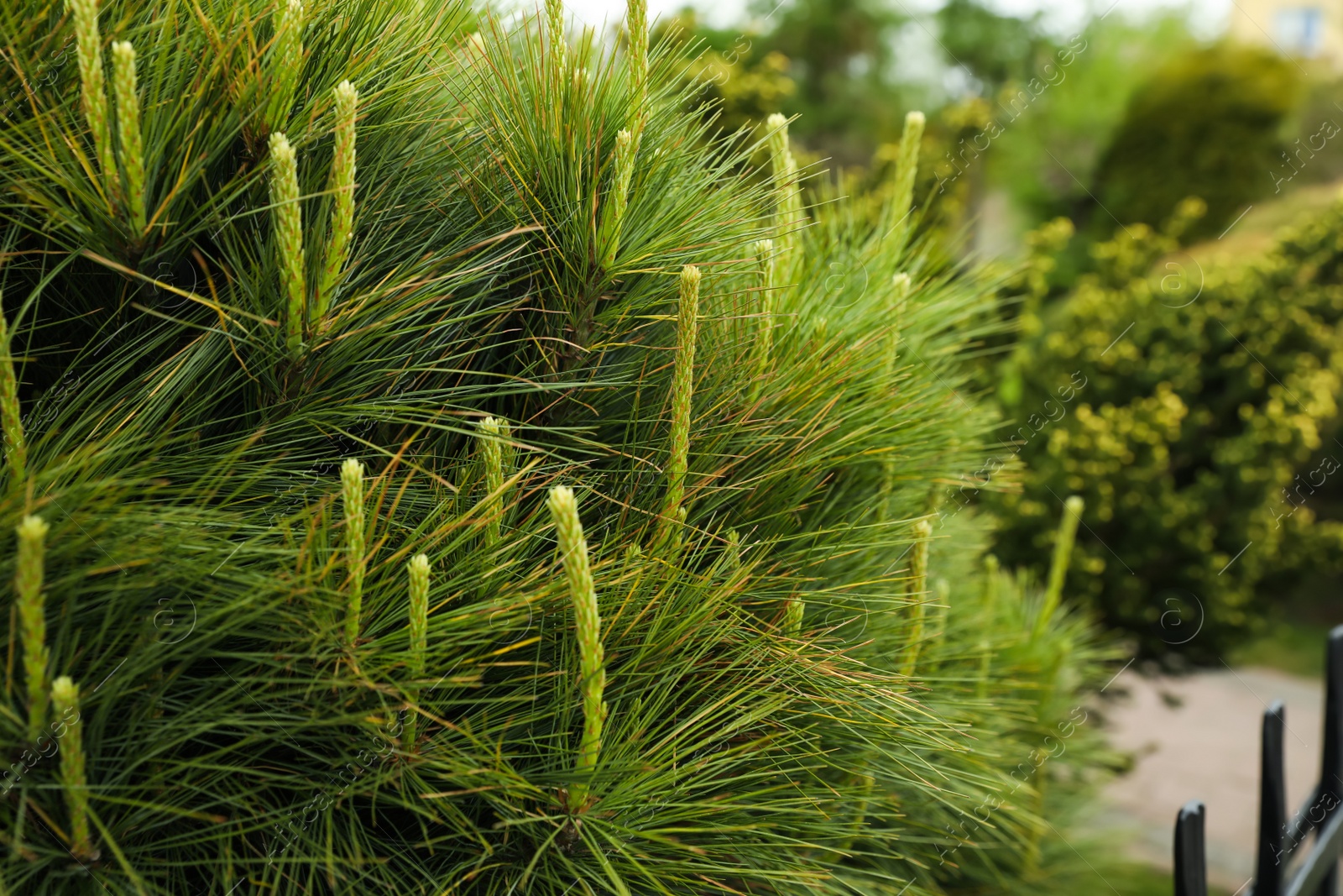 Photo of Pine shrub with blossoms outdoors on spring day, closeup