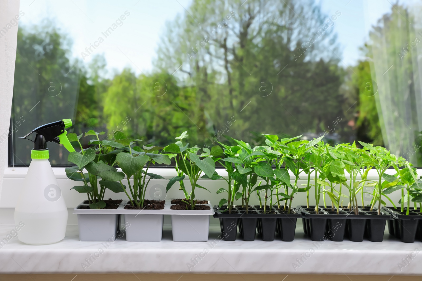 Photo of Seedlings growing in plastic containers with soil and spray bottle on windowsill indoors