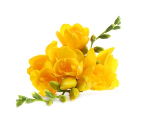 Photo of Beautiful yellow freesia flowers on white background