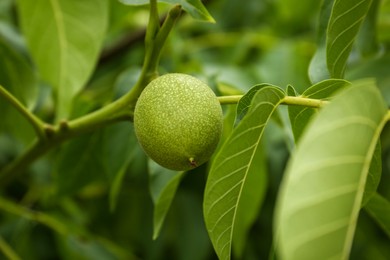 Photo of Green unripe walnut on tree branch outdoors, closeup