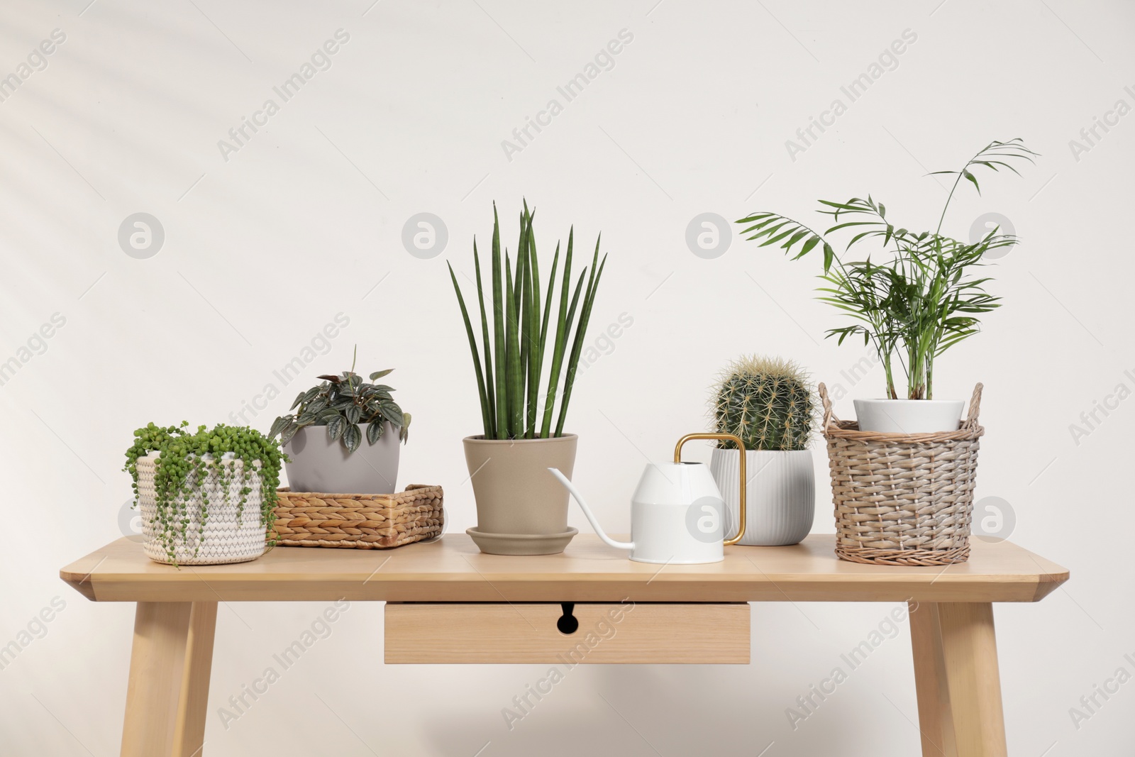 Photo of Green houseplants in pots and watering can on wooden table near white wall