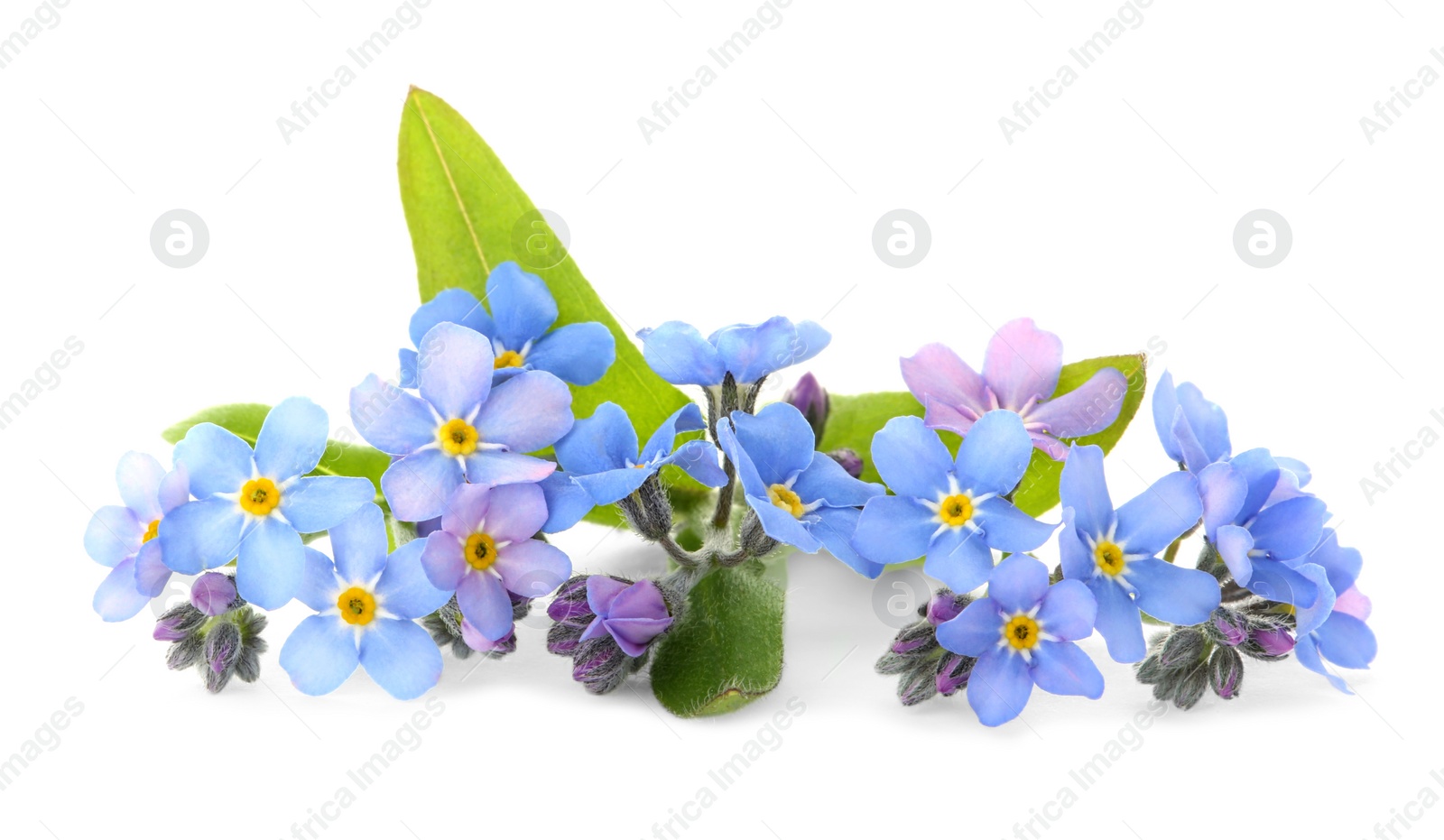 Photo of Amazing spring forget-me-not flowers on white background