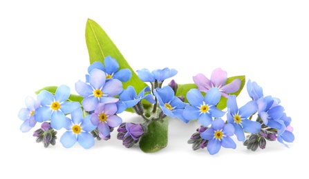 Photo of Amazing spring forget-me-not flowers on white background