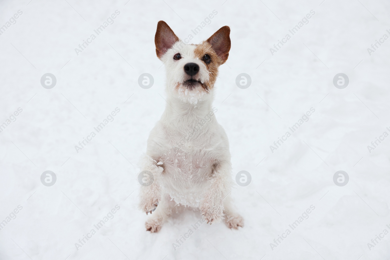 Photo of Cute Jack Russell Terrier on snow outdoors. Winter season