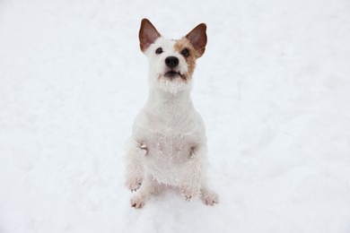 Photo of Cute Jack Russell Terrier on snow outdoors. Winter season