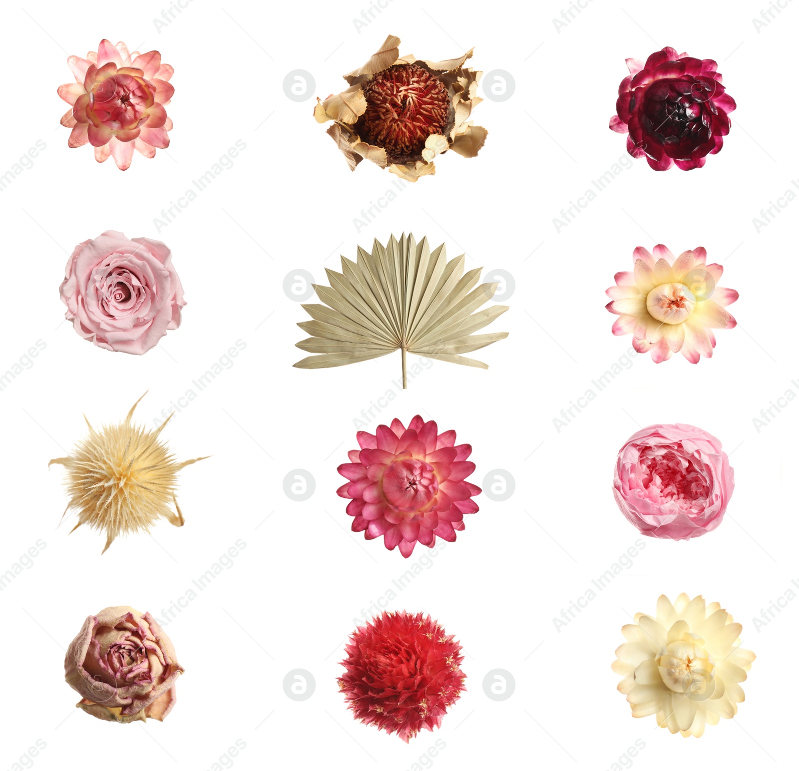 Image of Set with beautiful dry flowers on white background, top view