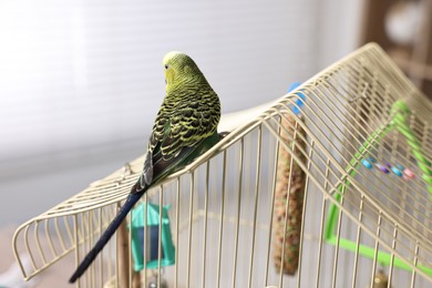 Photo of Beautiful bright parrot on cage indoors. Exotic pet