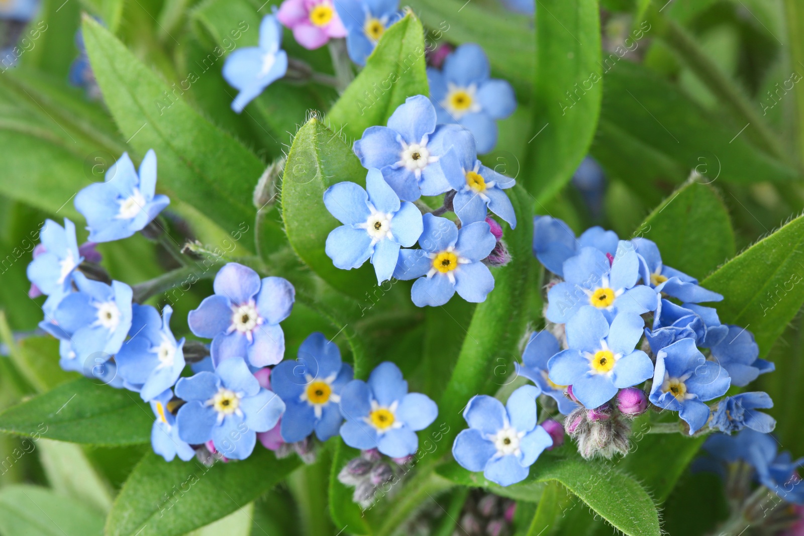 Photo of Amazing spring forget-me-not flowers as background, closeup view