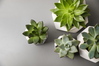 Beautiful succulents on light grey table, flat lay