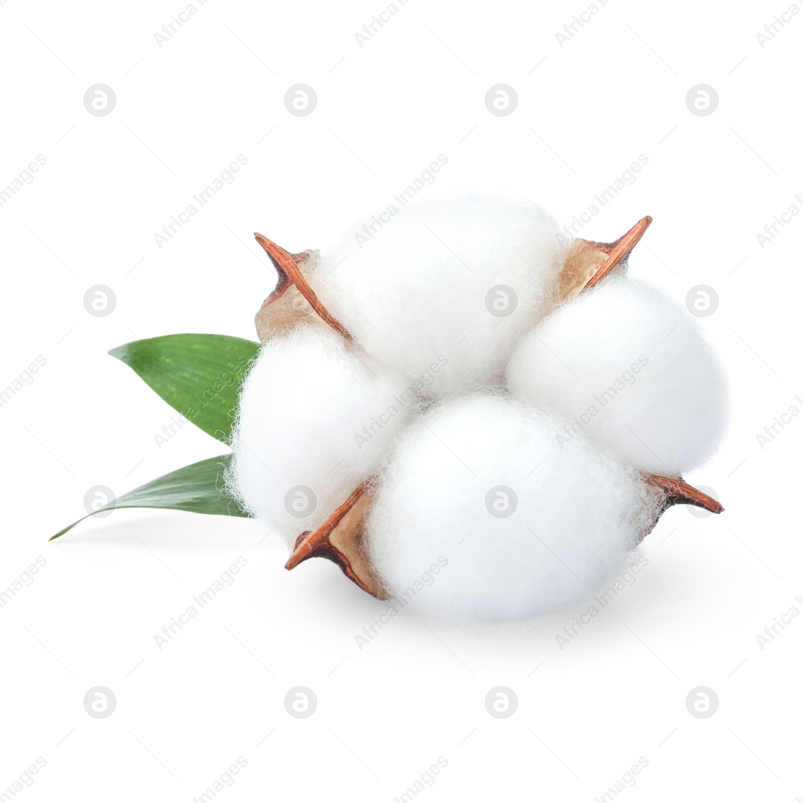 Photo of One fluffy cotton flower with leaves isolated on white