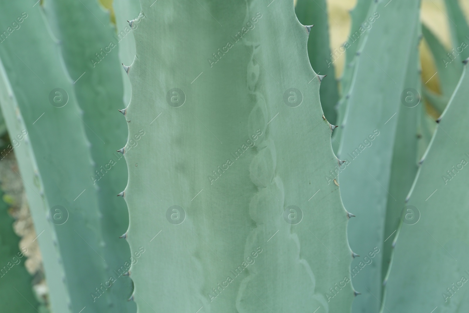 Photo of Beautiful green agave plant growing outdoors, closeup