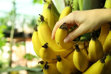 Woman picking ripe banana from tree outdoors, closeup. Space for text