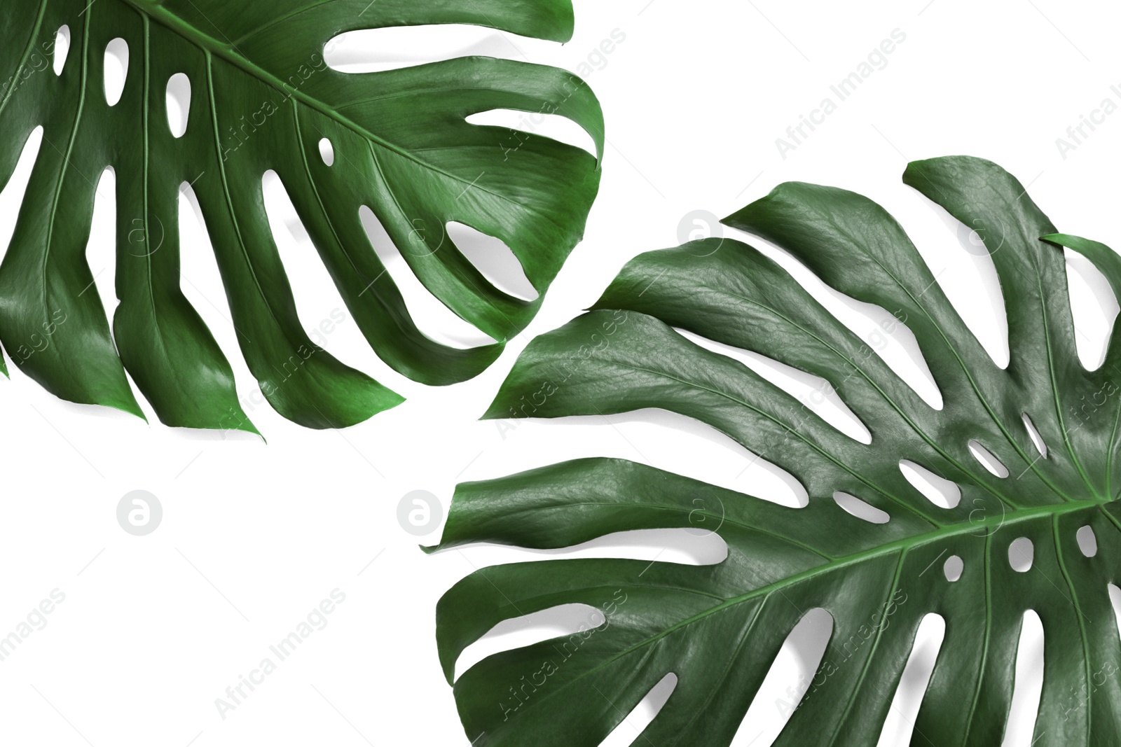 Photo of Green fresh monstera leaves on white background, top view. Tropical plant