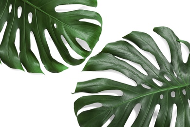 Photo of Green fresh monstera leaves on white background, top view. Tropical plant