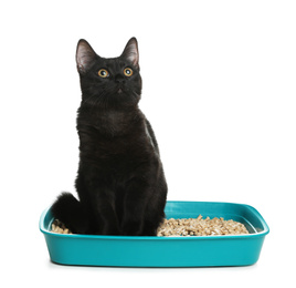 Cute black cat in litter box on white background