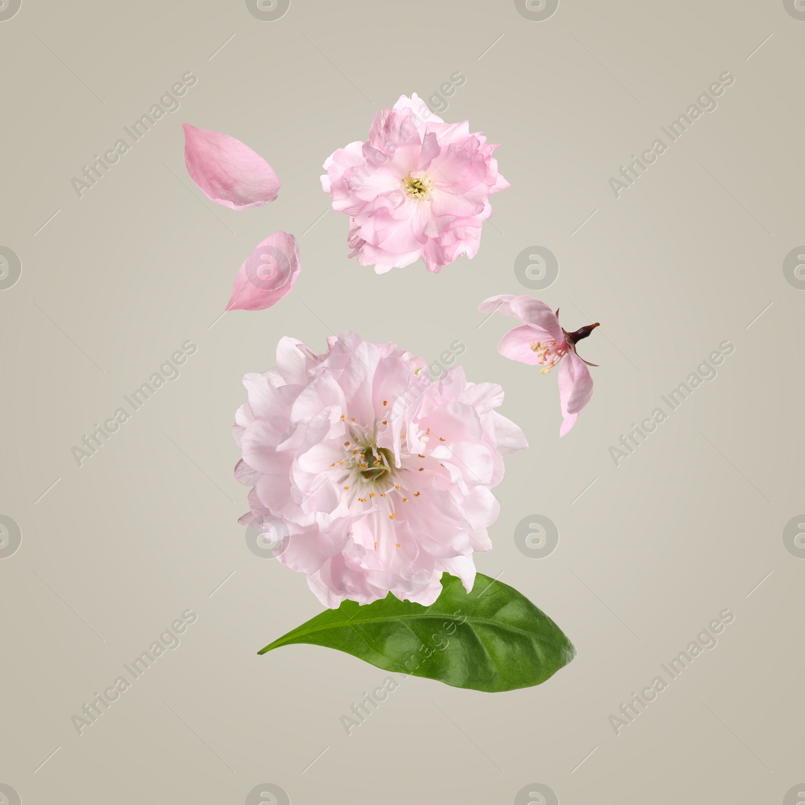 Image of Beautiful pink sakura tree flowers flying on light grey background