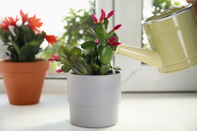 Photo of Watering beautiful Schlumbergera plant (Christmas or Thanksgiving cactus) in pot on window sill