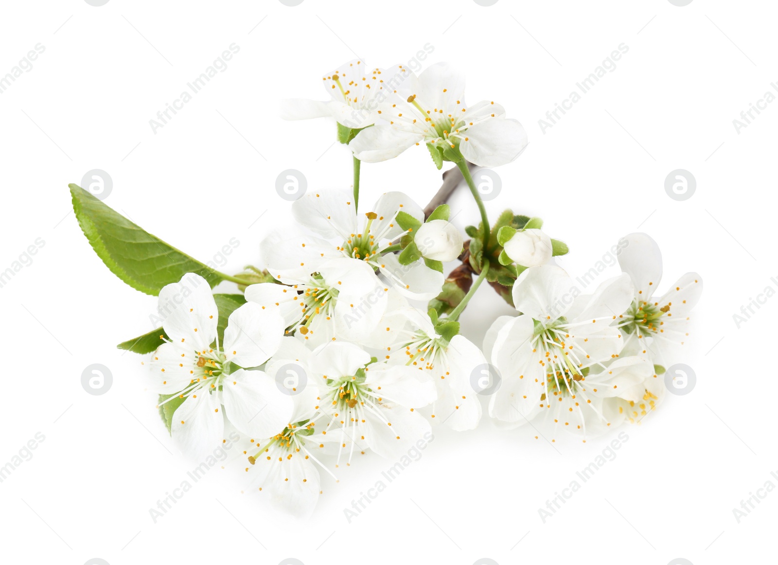 Photo of Spring branch with beautiful blossoms and leaves isolated on white