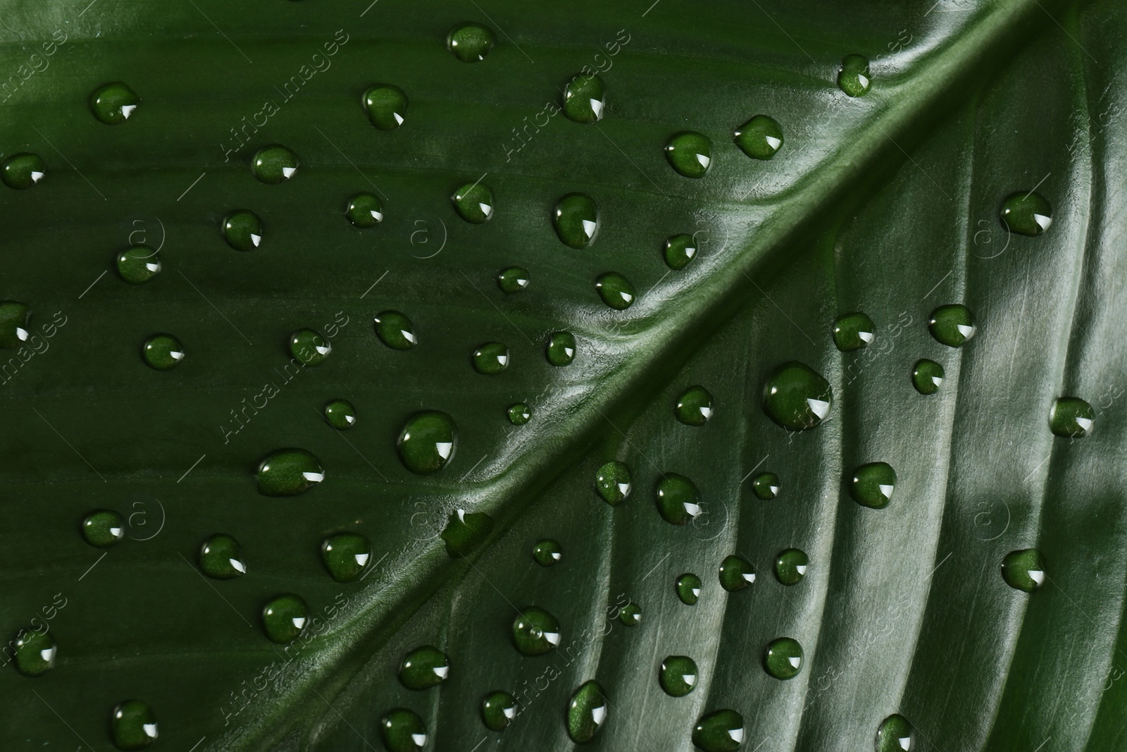 Photo of Green leaf with dew drops as background, closeup