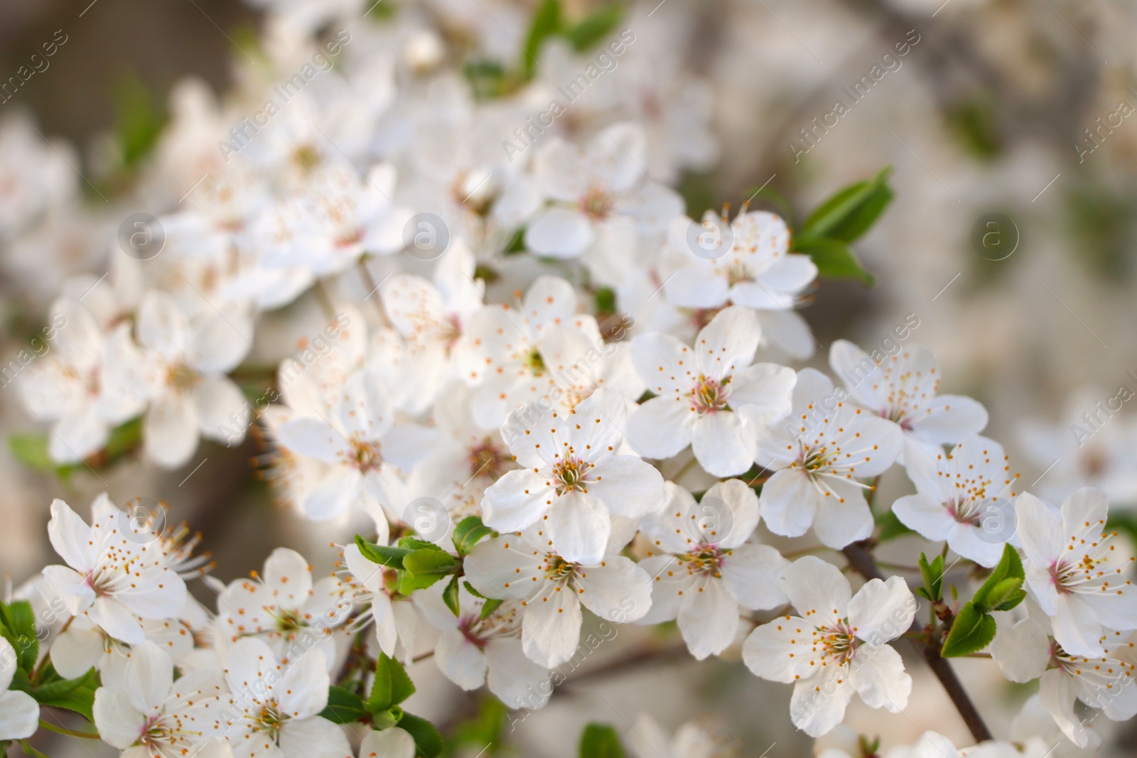 Photo of Cherry tree with white blossoms on blurred background, closeup. Spring season