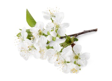 Photo of Spring branch with beautiful blossoms and leaves isolated on white