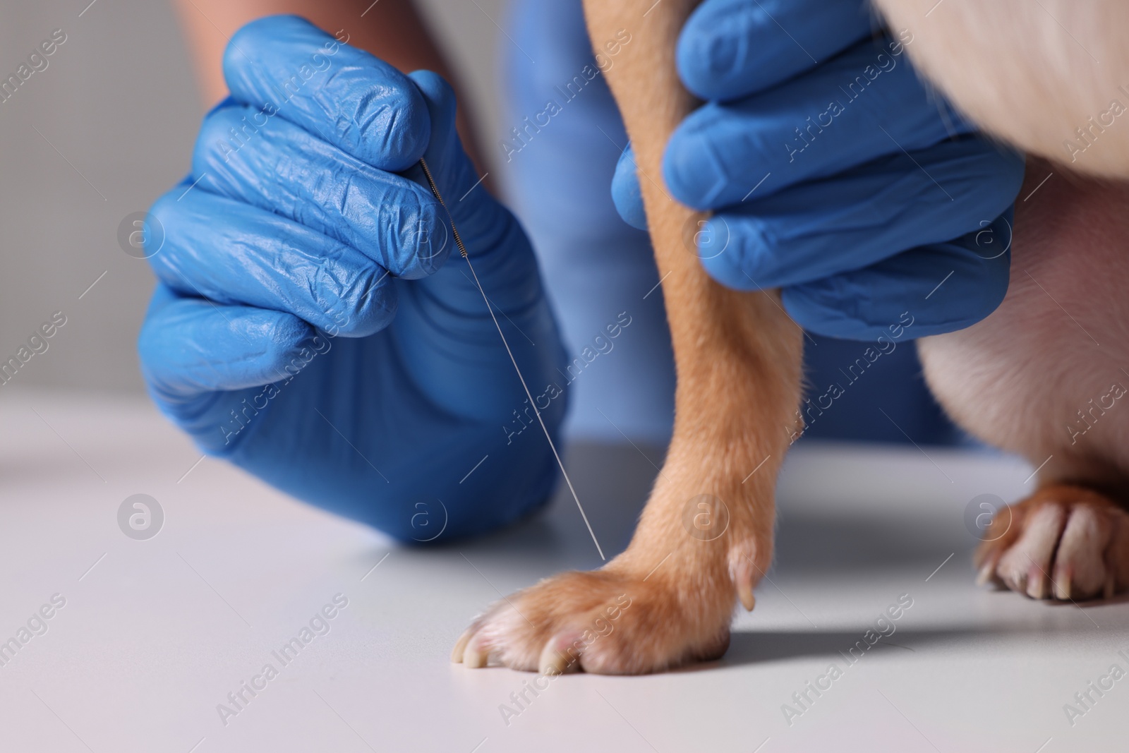 Photo of Veterinary holding acupuncture needle near dog's paw, closeup. Animal treatment