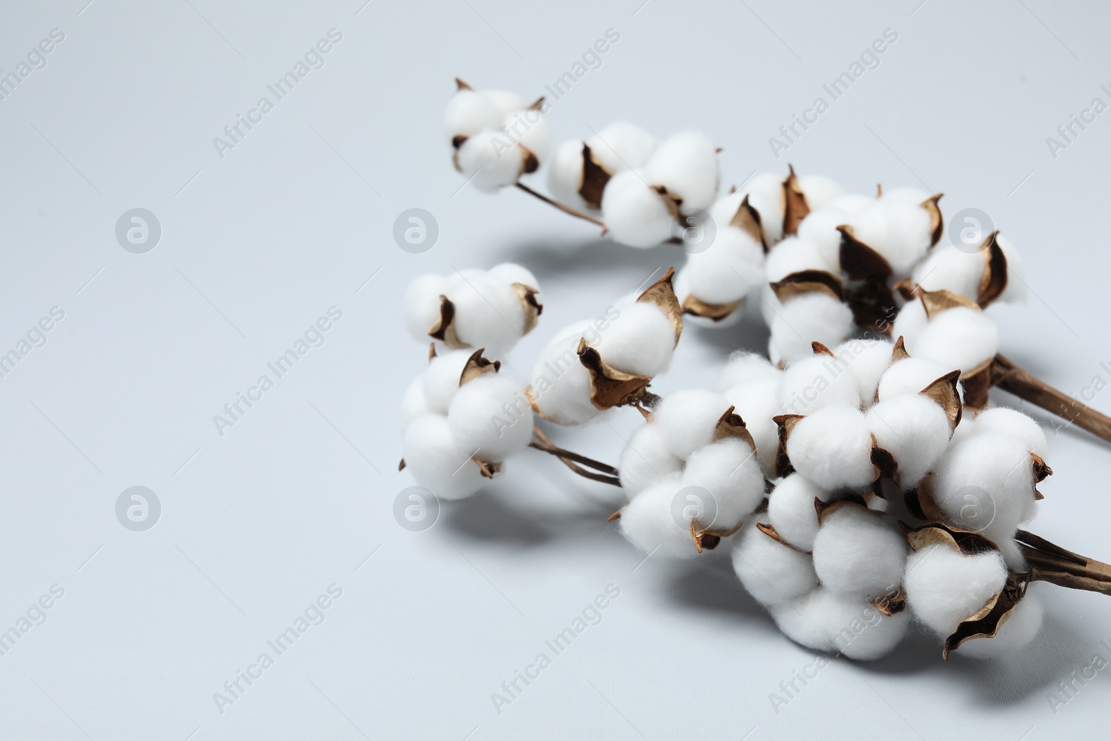 Photo of Beautiful cotton branches with fluffy flowers on light grey background, space for text