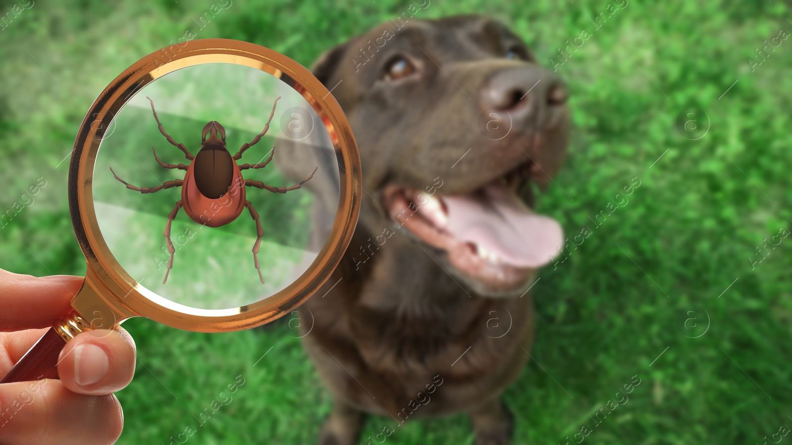 Image of Cute dog outdoors and woman showing tick with magnifying glass, selective focus. Illustration