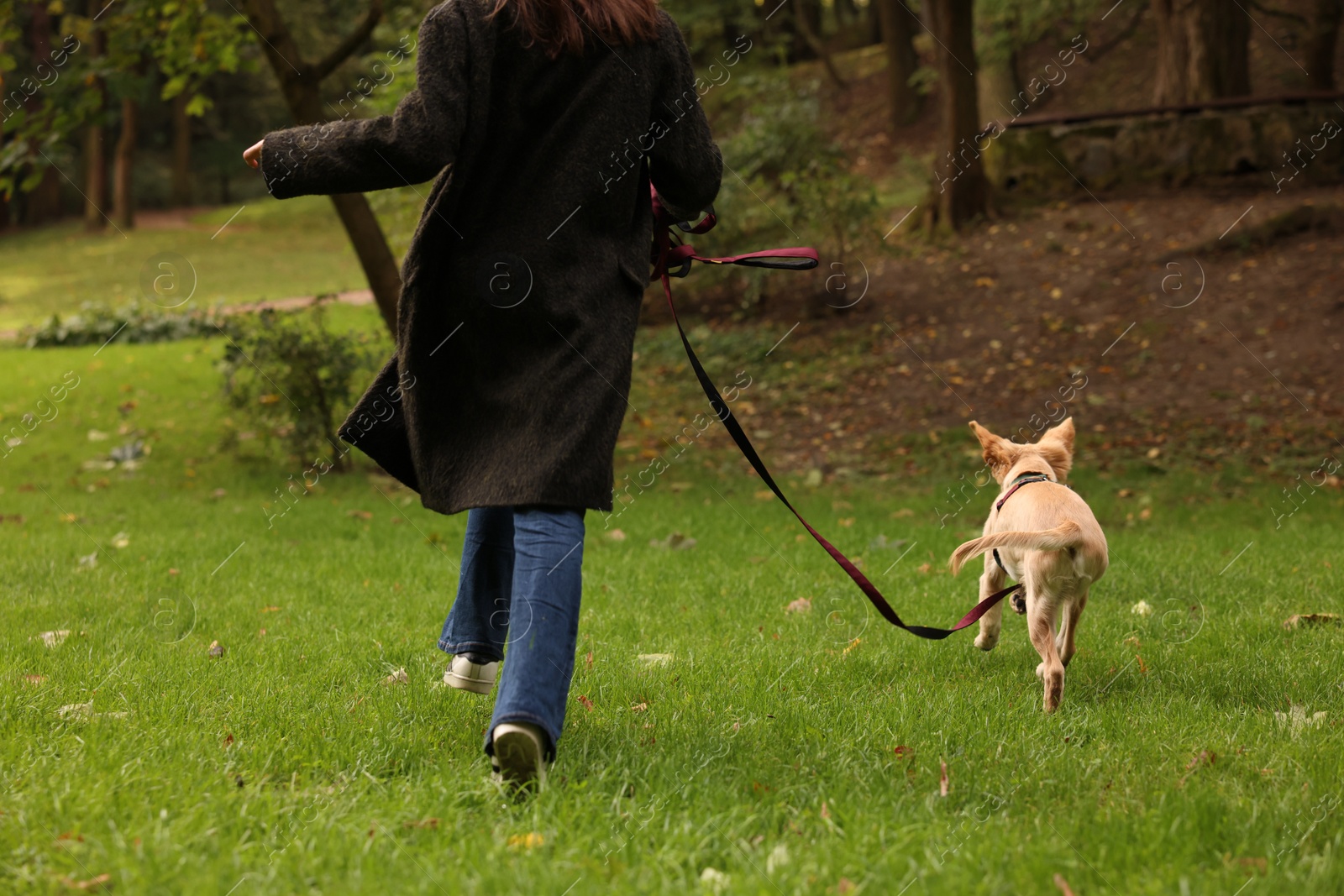 Photo of Woman with adorable Labrador Retriever puppy running on green grass in park, closeup