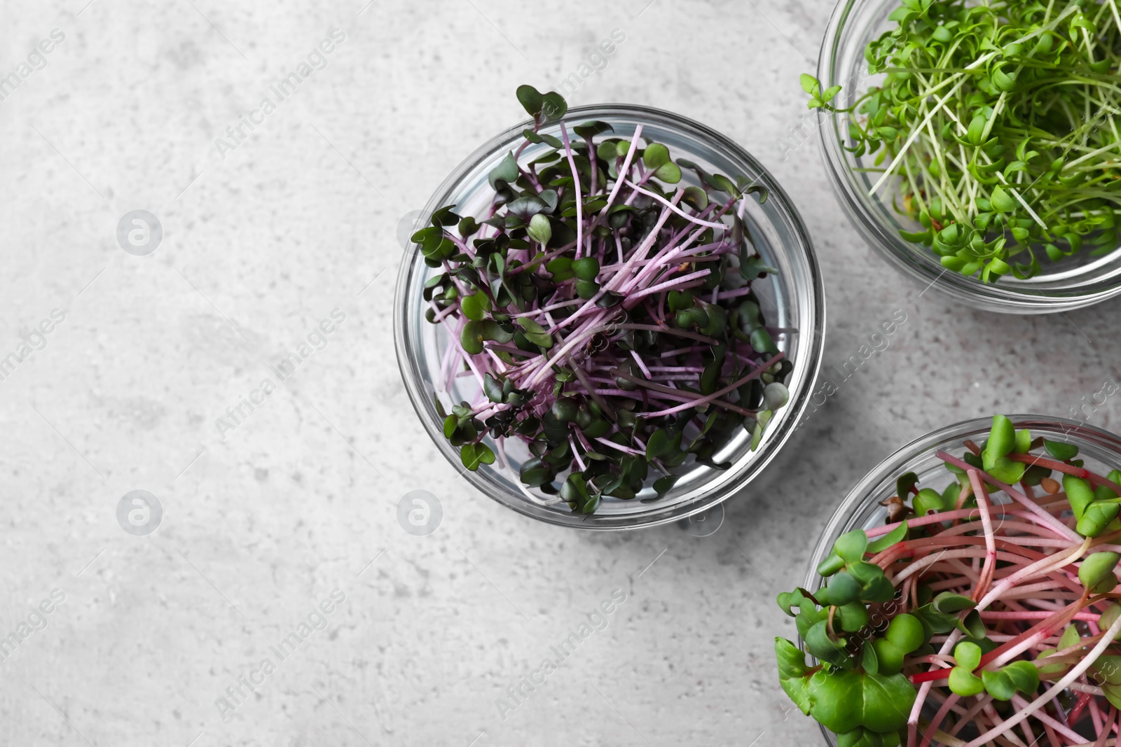 Photo of Fresh organic microgreens in bowls on grey table, flat lay. Space for text