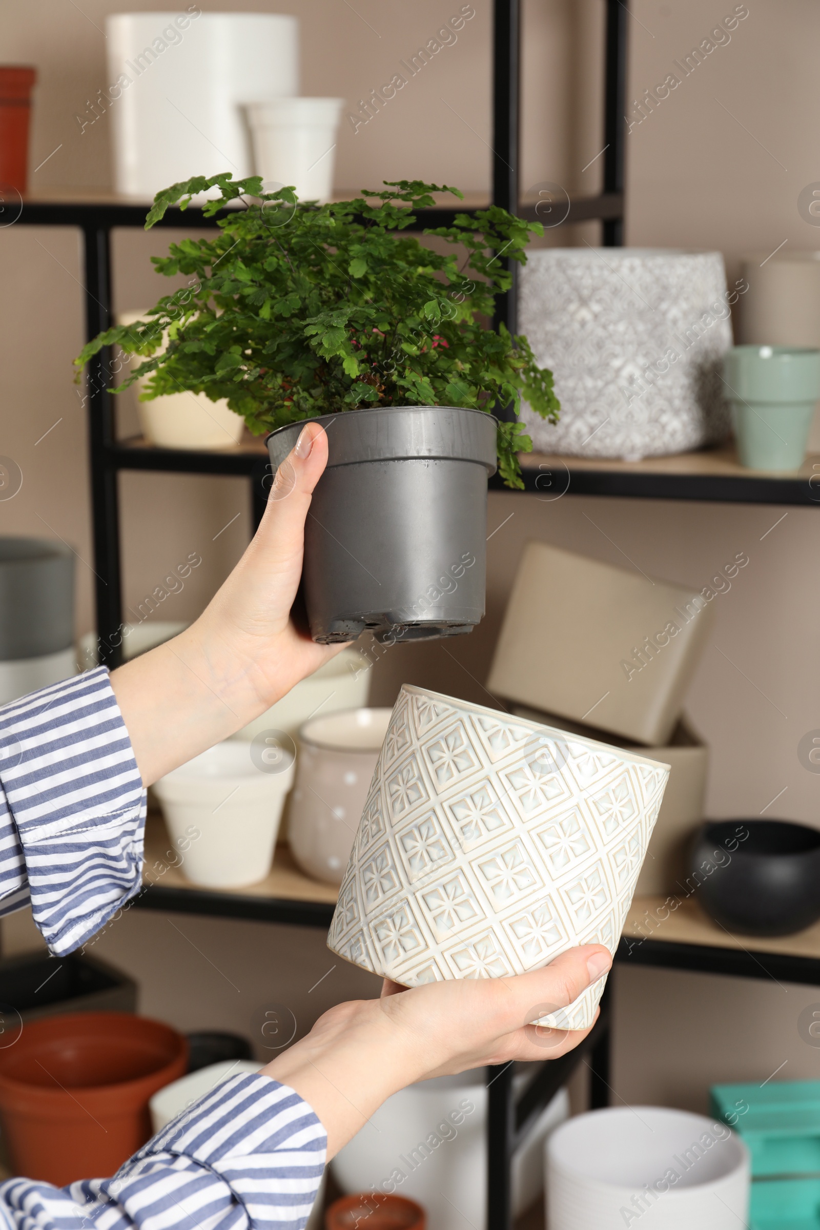 Photo of Woman putting houseplant into new pot indoors, closeup