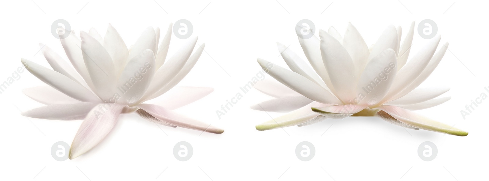 Image of Two beautiful lotus flowers isolated on white