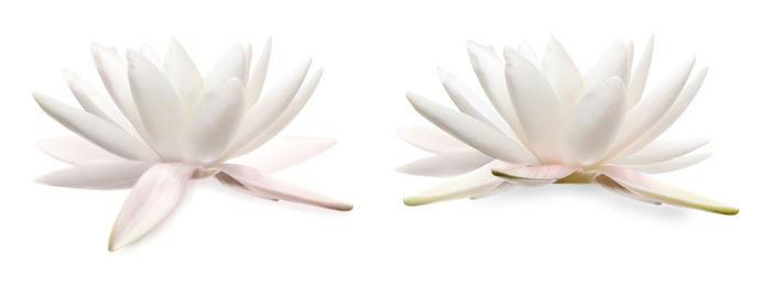 Image of Two beautiful lotus flowers isolated on white