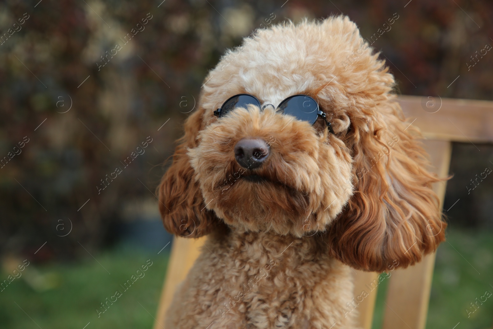 Photo of Cute fluffy dog with sunglasses on blurred background