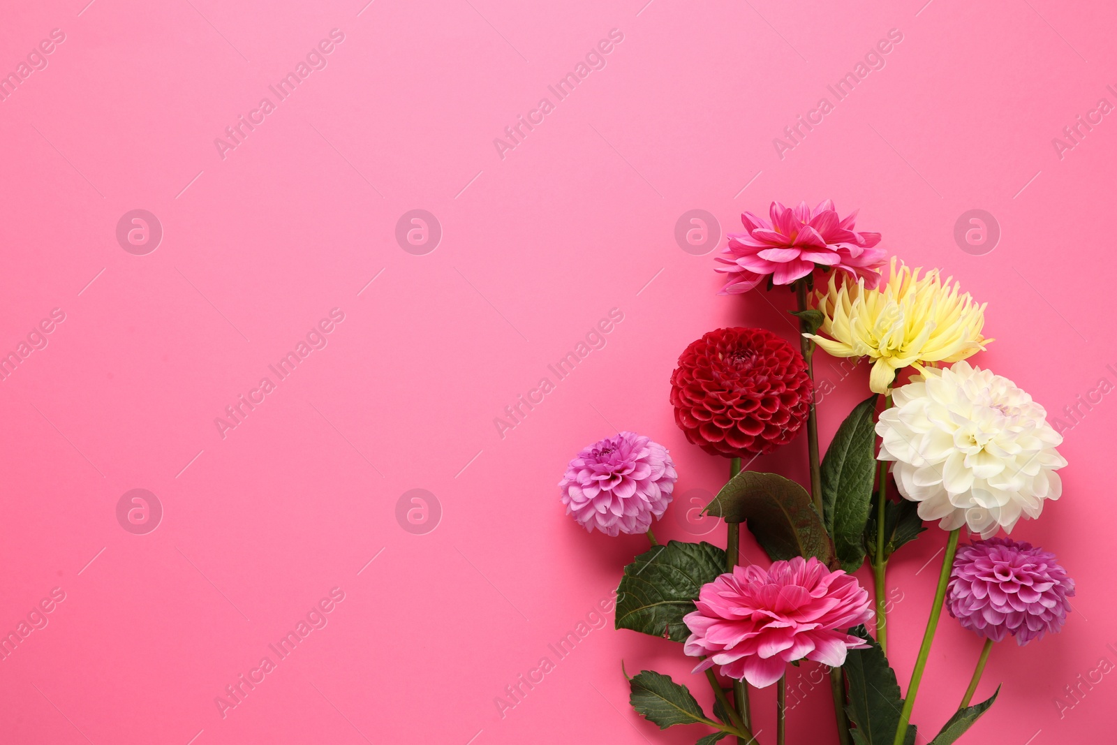 Beautiful dahlia flowers on pink background, flat lay. Space for text Photo of Beautiful dahlia flowers on pink background, flat lay. Space for text