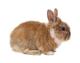 Cute fluffy pet rabbit isolated on white