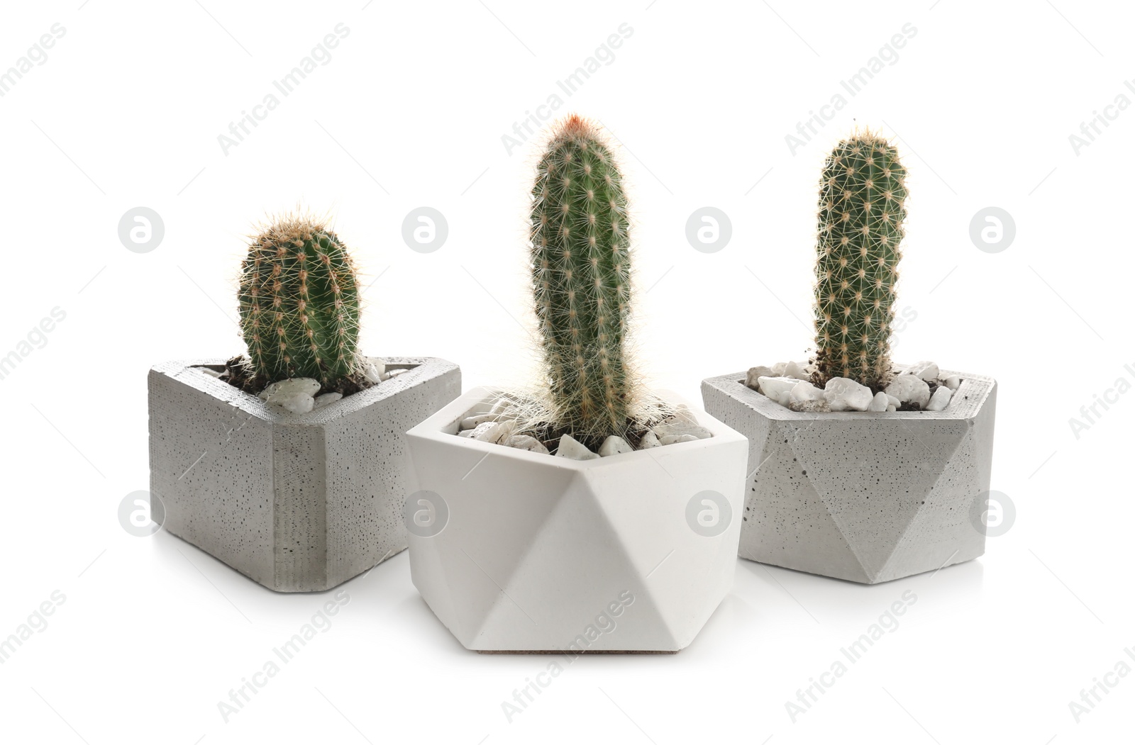 Photo of Beautiful tropical cactus plants in pots on white background. House decor
