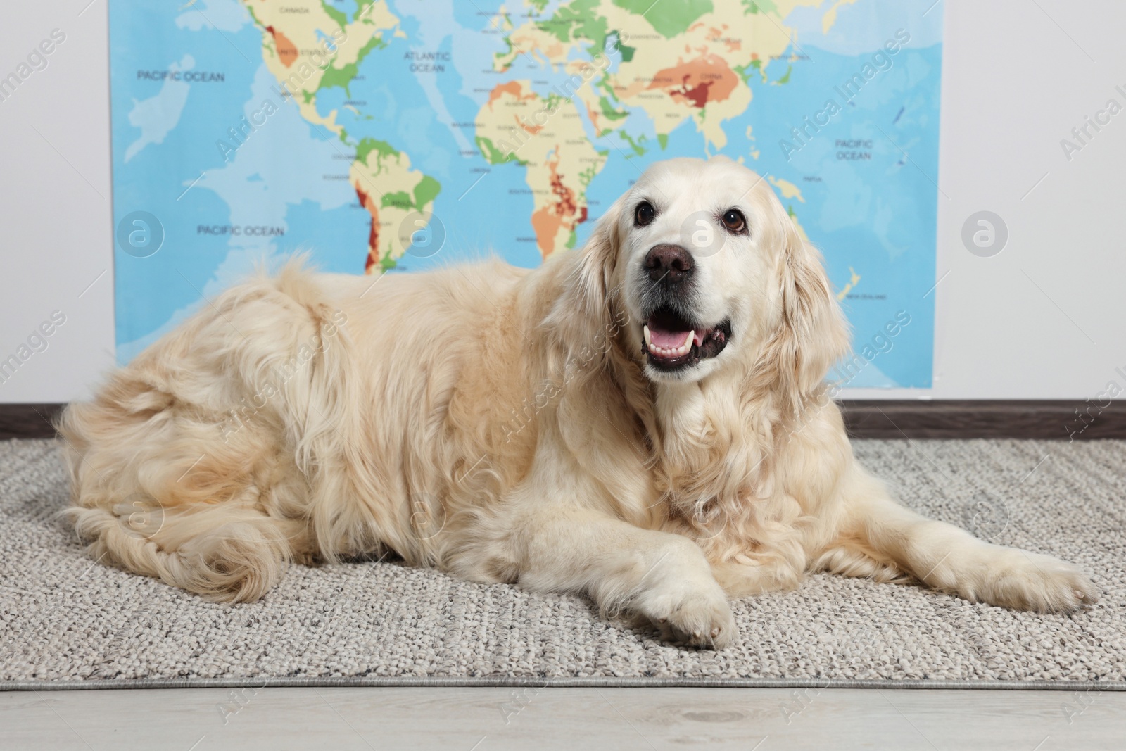 Photo of Cute golden retriever lying on floor near world map indoors. Travelling with pet