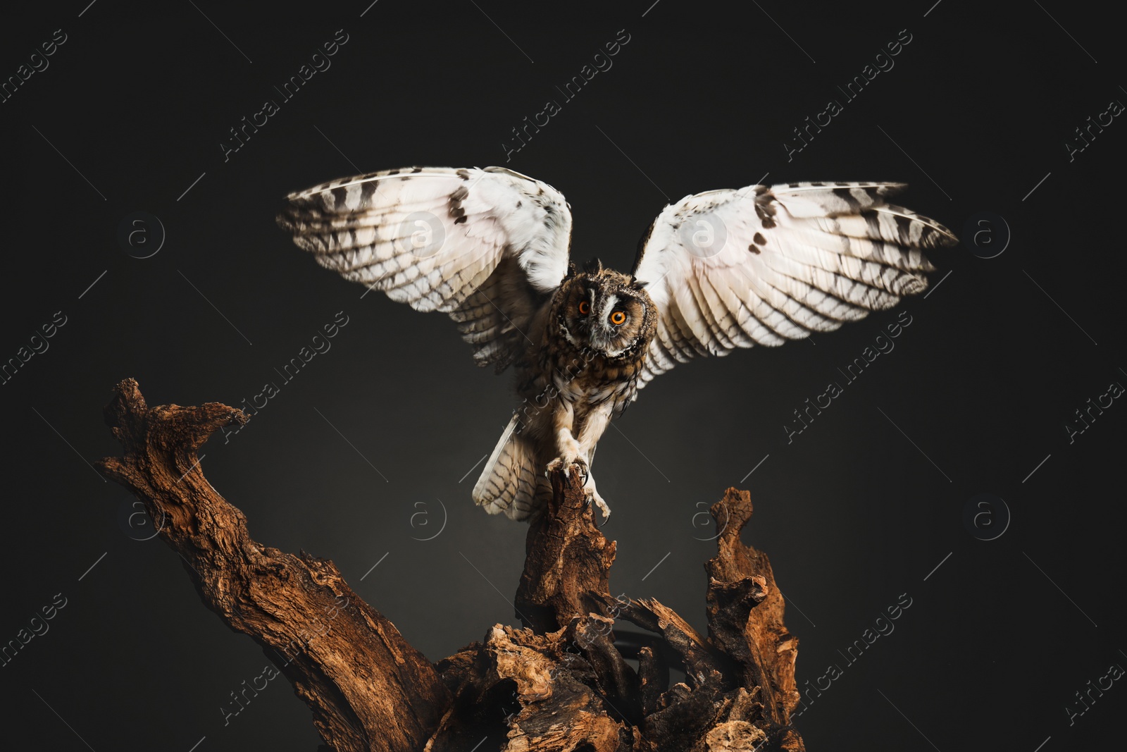 Photo of Beautiful eagle owl on tree against grey background. Predatory bird