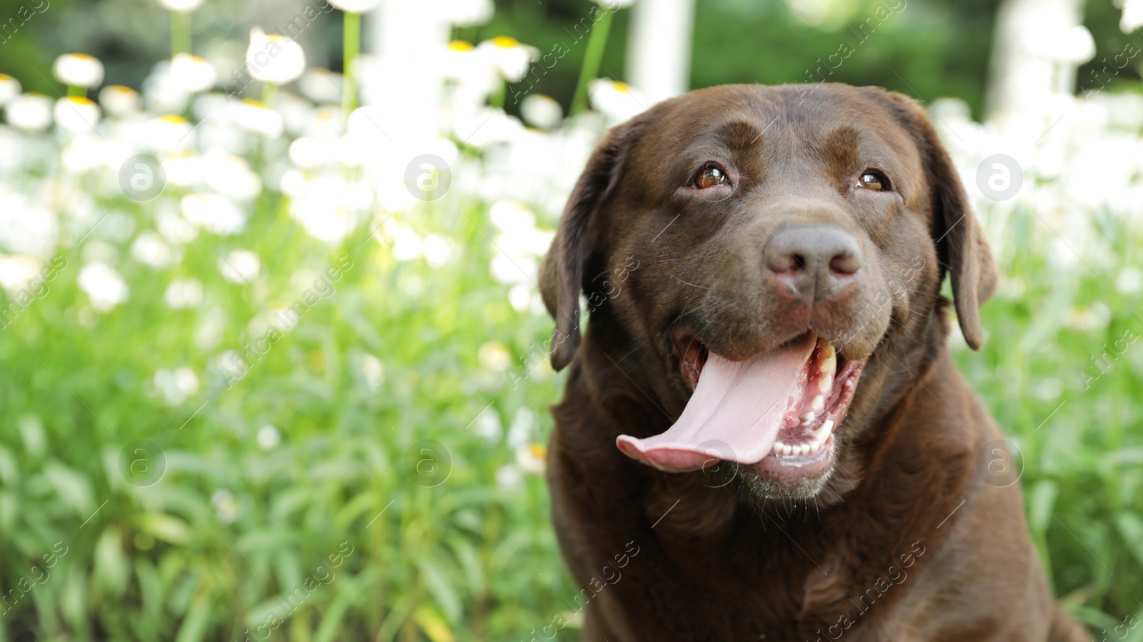 Photo of Funny Chocolate Labrador Retriever near flowers in green summer park