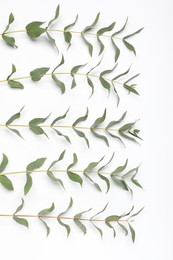 Photo of Eucalyptus branches with fresh leaves on white background, top view