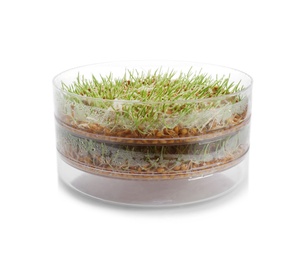 Photo of Fresh wheat grass in sprouter on white background