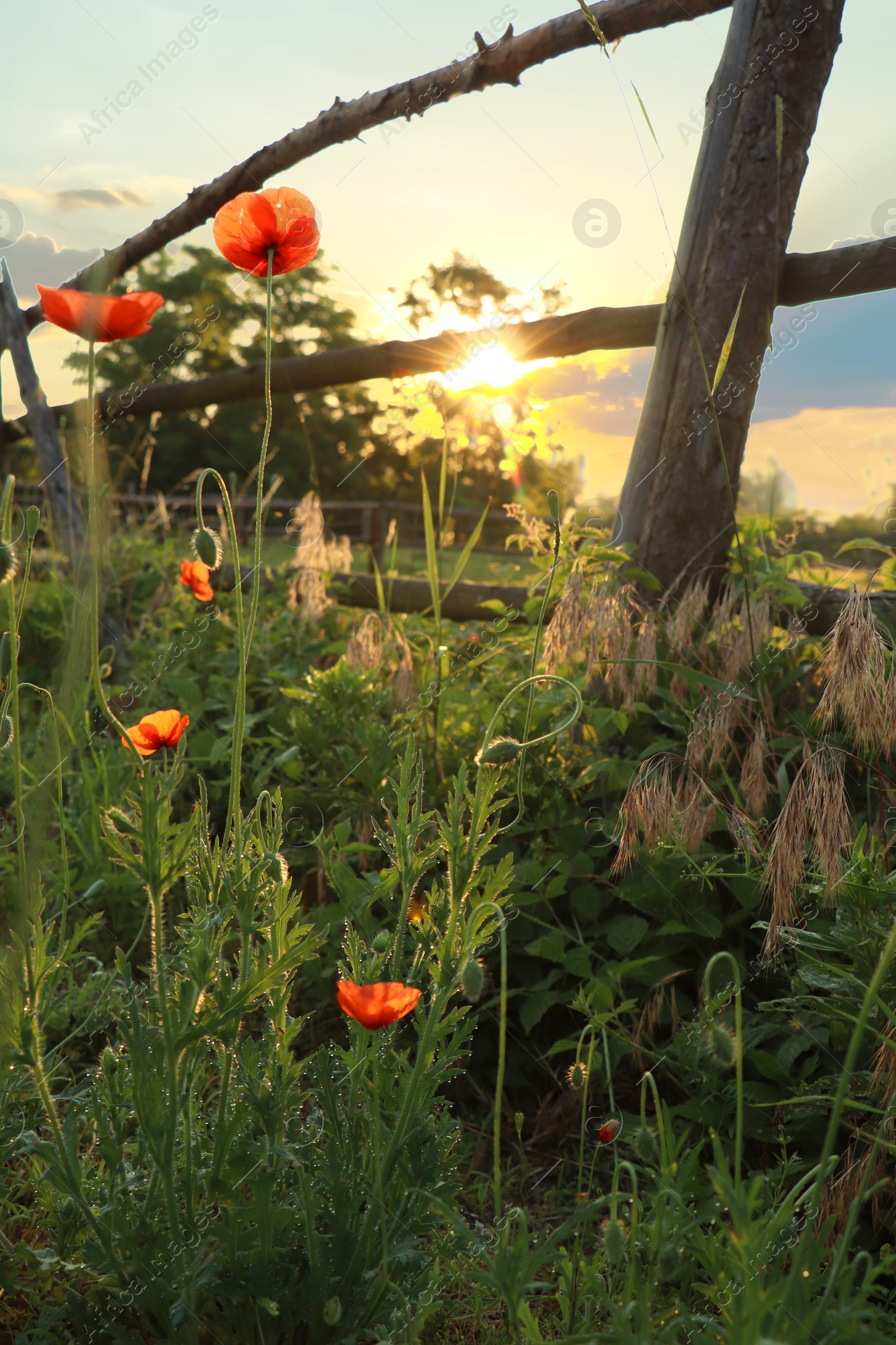 Photo of Picturesque view of countryside with wooden fence and blooming red poppies in morning